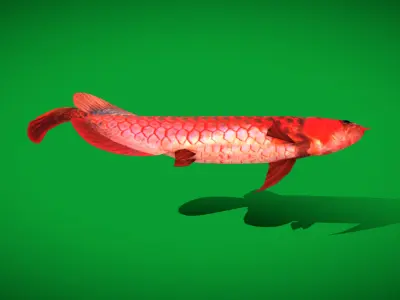Arowana Dragon Fish Low-poly 3D model