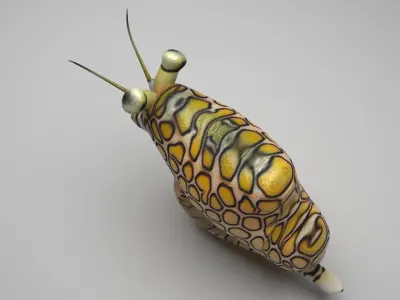 Flamingo Tongue Snail 3D model