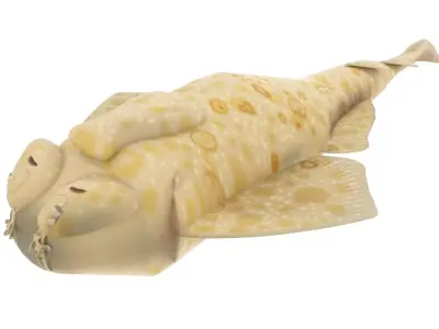 Angel Shark 3D model