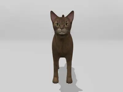 Abyssinian Cat Full Rigged Low-poly 3D model