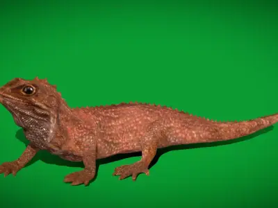 Tuatara Reptile Free 3D model