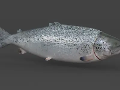 Salmon Fish 3D model