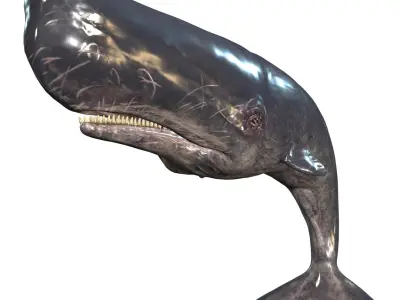 WHALE Sperm Whale Moby Dick 3D model