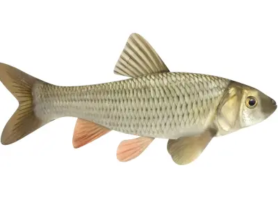 Fish Chub 3D model