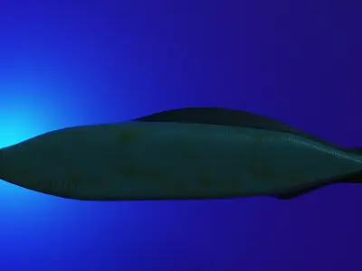 Haikouichthys Extinct Cambrian Fish Free low-poly 3D model