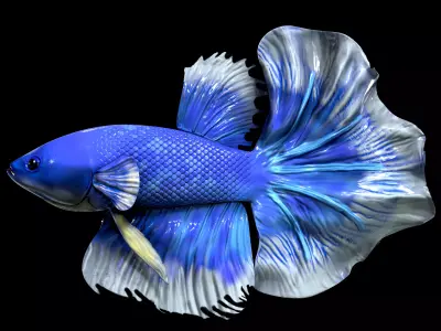 Betta fish Low-poly 3D model