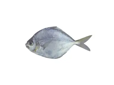 Pony Fish Low-poly 3D model