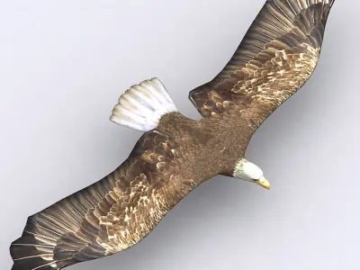 3DRT - Birds and Critters Low-poly 3D model