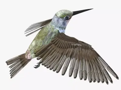 Hummingbird rigged 3d model Low-poly 3D model