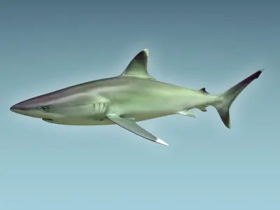Silver Reef Shark 3D model