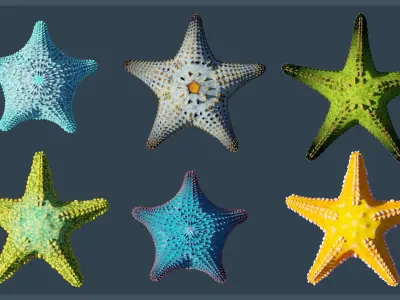 Starfish Variety Pack 1 Low-poly 3D model