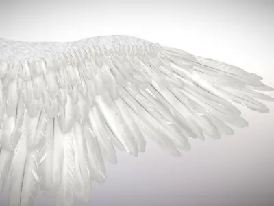 Angel or bird wings 3D model
