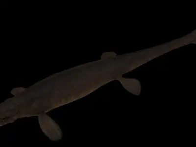 Tylosaurus Asset Pack 3D model