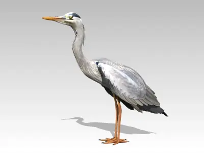 Heron Low-poly 3D model