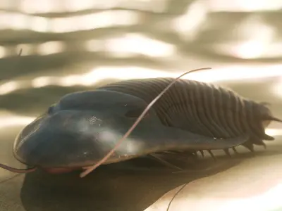 Trilobite Low-poly 3D model