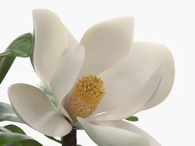Transparent Glass Vase with White Magnolia Flowers 3D model