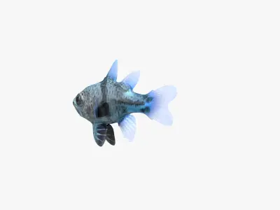 Orbiculate Cardinalfish 3D model