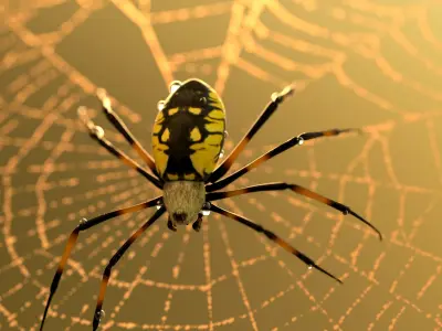 Black and Yellow Garden Spider Low-poly 3D model