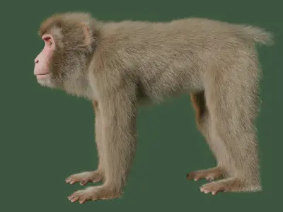 Wild Monkey 3D model