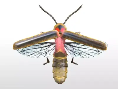 Firefly Insect Low-poly 3D model
