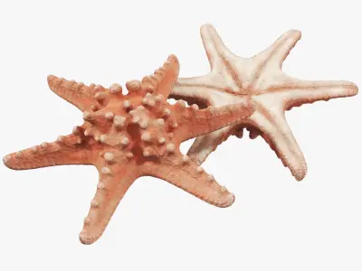 Starfish 01 3D model