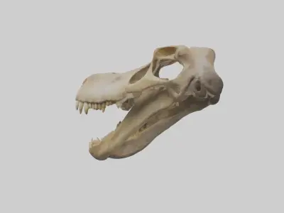 Kangaroo Jawbone Low-poly 3D model