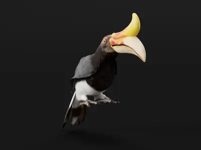 Rhinoceros Hornbill Bird 3D model