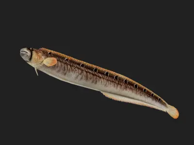 Gunnel Low-poly 3D model