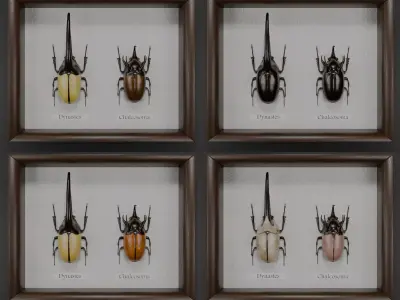 Dynastes hercules beetle and chalcosoma rhinoceros beetle 3D model