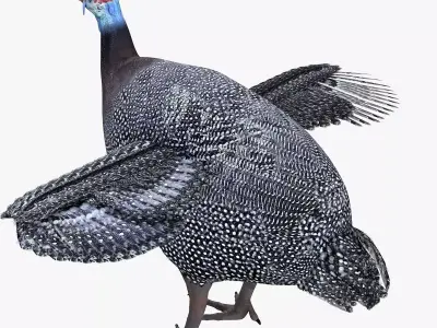 Guineafowl bird rigged 3d model Low-poly 3D model