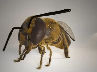 Asian hornet bee 3D model