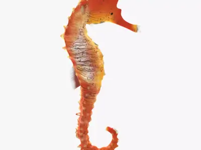  Sea Horse 3D model
