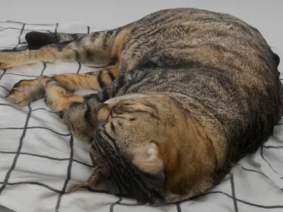 sleeping Cat Low-poly 3D model