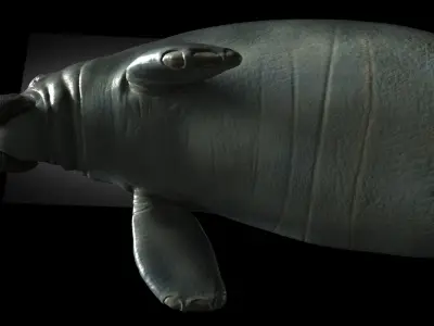 Manatee with Octane 3DS Max Support  Low-poly 3D model