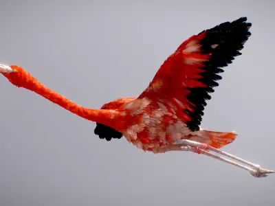 American Flamingo 3D model