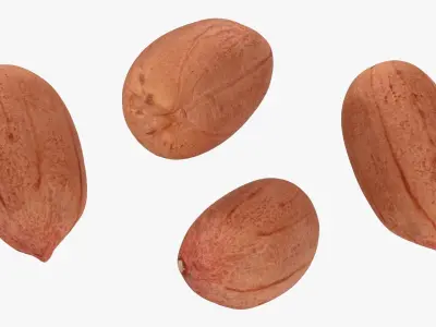 Peanut Kernel Collection 3D model