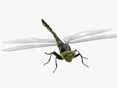 4K Dragon Fly Low-poly 3D model