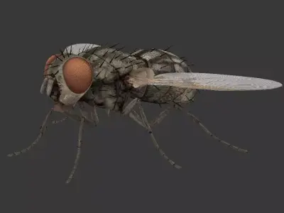 fly  housefly Low-poly 3D model