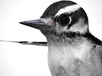 3D Bird Pack Downy Woodpecker Male and Female Low-poly 3D model