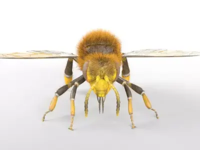 Bee Insect Low-poly 3D model