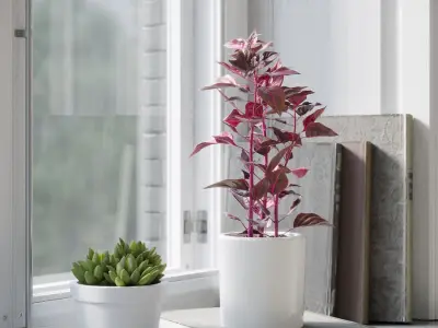  Bloodleaf Plant Model 