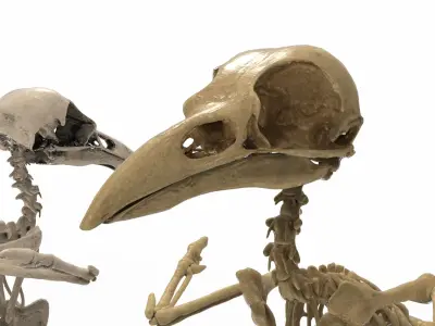 Raven skeleton 3D model