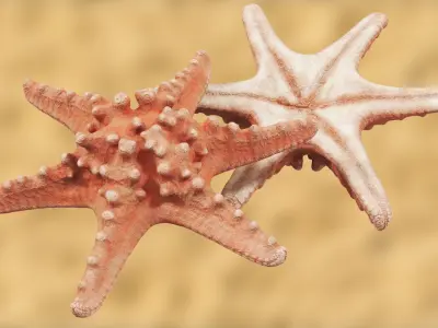 Starfish 01 3D model
