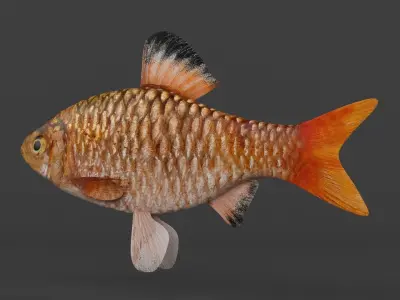 Barb Fish 3D model