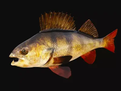 Fish with rigged Low-poly 3D model 3D model