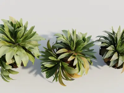 Asplenium nidus a 3D model