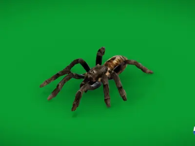 Tarantula Spider Low-poly 3D model