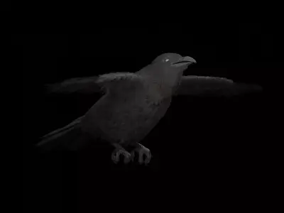 Realistic Animated Crow 3D model