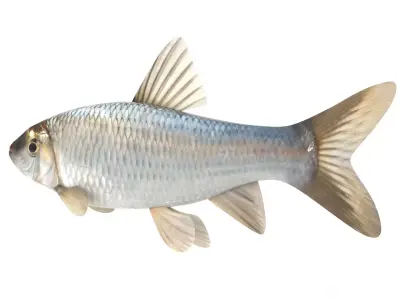 Fish Chub 3D model