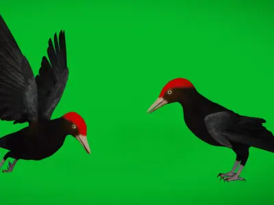 European Black Woodpecker Low-poly 3D model